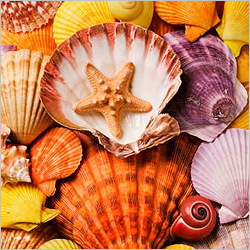 ����� ����