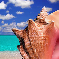 ������ ����� ����