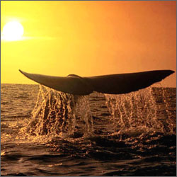 �������: 3 ����� ��������� �����������