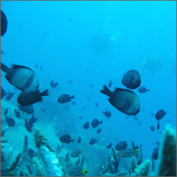 �������: 3 ����� ��������� �����������