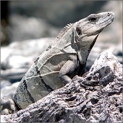 �������: 5 ������� � ����� � ��������� ������� 