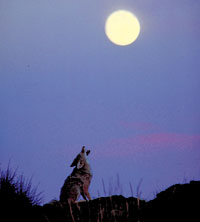 <!<br>,    -<br> -  - ?<br> - - ,   ?<br> - - <br>  ?><br><b></b>