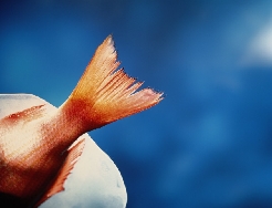 ������ ���� ������� ���� ����������� ����������