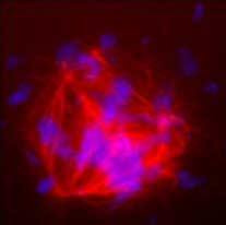 �� ���� ��������������� ���������� �������� ������ ������� ������ ������ (���� Science).