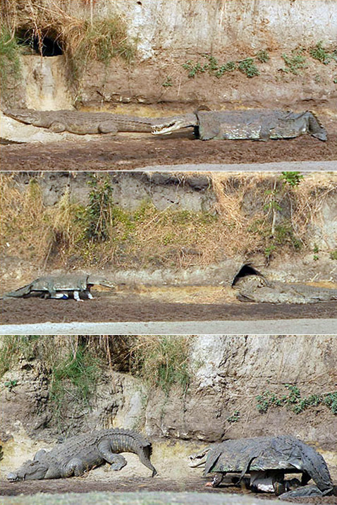      " ",       ,          ( National Geographic).