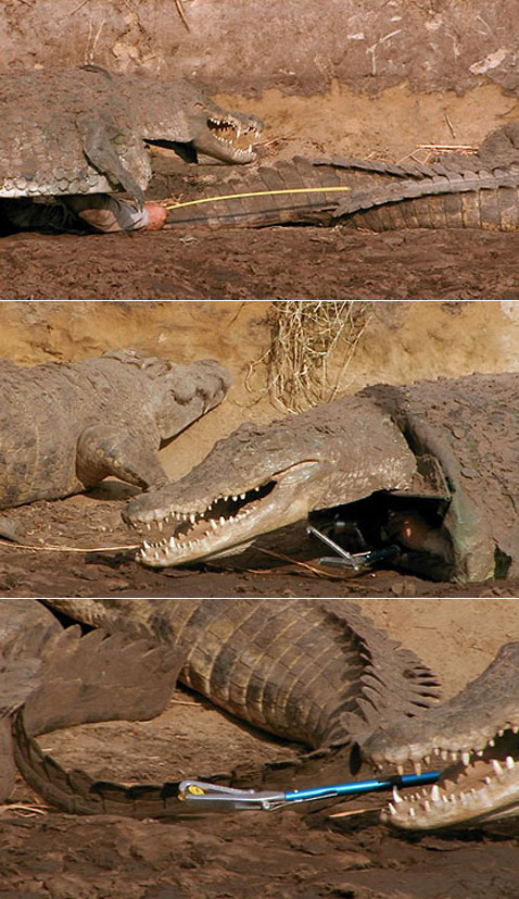        ,  ,  ,       ( National Geographic).