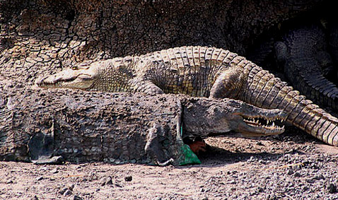     . ,   ,   ,      ( National Geographic).