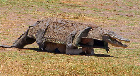 "!"    ( National Geographic).