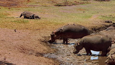     -   - . ,        ( National Geographic).