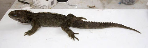  ,       .         20 ,             90 (   wetaworkshop.co.nz).