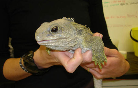           - (   wetaworkshop.co.nz).