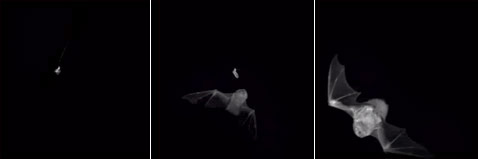    ,  ,   .   ,    - ,     ( Jesse R. Barber, William E. Conner).