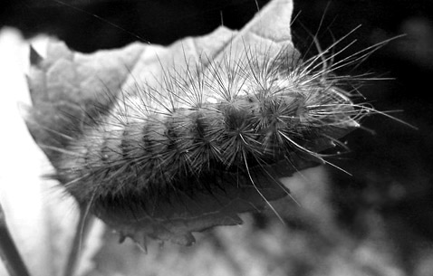    -     (,   ). , ,            ( Mark Sanders).