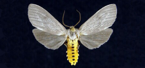     <i>Euchaetes egle</i>,     .   ,   (   mothphotographersgroup.msstate.edu).