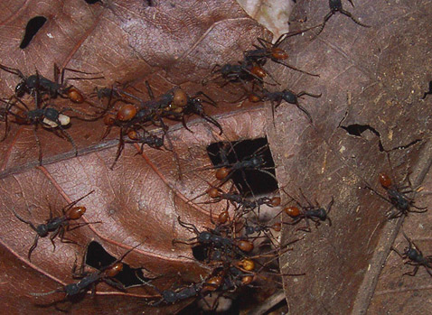 ���� �� �������� � ��� �� ��� ����� ������ �� ������ � ������������ ������������ ����������� ����������� (���� Scott Powell).