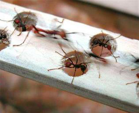 � ����������� �������� ����� ������, ��, � �������, ��������� ��� ������ � ��������� �������� ��������������� �����, ��������, ������������� ������ (���� Scott Powell).