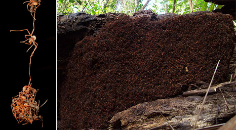 ��� ���� �������, ��� ������� �������� ������, ��� ��������� � ��� � ��� ����������� �����������. ������� ��� ��� ��� ���������� � ����� � ����� ��� ������ ��� �������� � �����������. �� ������ ������ � �������� ����� �� ����� ������� �������� � �������, ���������� ������ �� 300 �� 700 ����� ������ (���� Mark W. Moffett, Scott Powell).