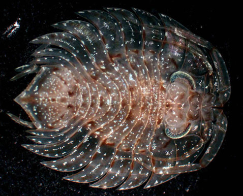 ���� �������������� ������, �������� � ����� �� ���������� Andeep, �������� ����������� ��� ����, ����� ��������� ������� ����������� � ����� ������� ���������� �� ���������� � ������ �� ��� ������ (���� Wiebke Brkeland).