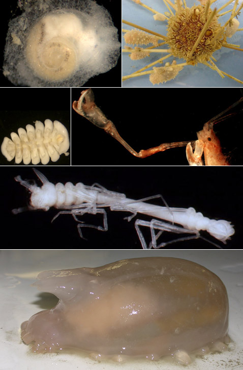 ��������� ���������� �������, ��� ���� ������� ��, ��������� ������������, � ����� �������� ������� ������, ������� �� �������� � ���� �������� ����������� ��� ����������� �������������� (���� BAS, Susanne Lockhard, Wiebke Brkeland, � Scottish Association for Marine Science).