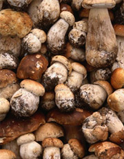 ����� �� ������ ������