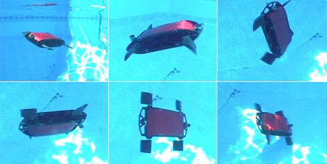 TransPhibian � ���������, ������� � ����������� ������� (����������� John Long/New Scientist).