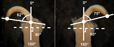 ��� ������ � ����������� ��������� ���� ���������� (���� The Center for Neuroscience/University of Trieste).