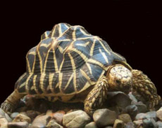 ��������� ��������� �������� �� �����������, ��� ������ �� Gmbc (���� P. Vrkonyi).