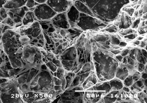 ��������������� ����������� ��� ����������� �����������. �������� ������� (����������� � ����� medfak.ni.ac.yu).