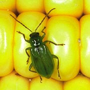 �������� ������&nbsp;� 330 ����� �������������� �����! (���� � ����� ent.iastate.edu).