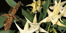 ����������: ���� Xanthopan morgani praedicta �������� ������ � ������� Angraecum sesquipedale (���� Marcel Lecoufle).