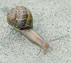 � �������� ���������� �������� ������ ��������� ��� VeriChip. � ��������, ������, � "��������" (����������� � ����� boredomresearch.net).