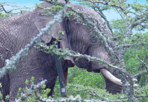 �� ���� ������, � ���������, ����� ���� ����������, ���������������� ������� (���� � ����� save-the-elephants.org).