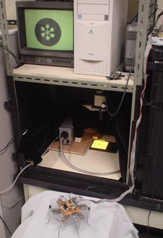 ������� � ��������. � �������� �������� ����� ���������, ��� ����������� �� ����� �� �������� (���� Klaus-Peter Zauner � ����� newscientist.com).