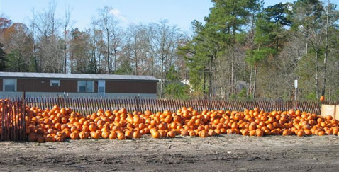        .     ( World Championship Punkin Chunkin Association   punkinchunkin.com).