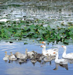 ���� �������� ����� �������� �����������: ������� ����� ������������ ���� � ����� ����������� �����������