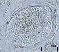      (   coe.berkeley.edu).