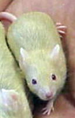            .        GHR-KO 11C (   lifeinlegacy.com).