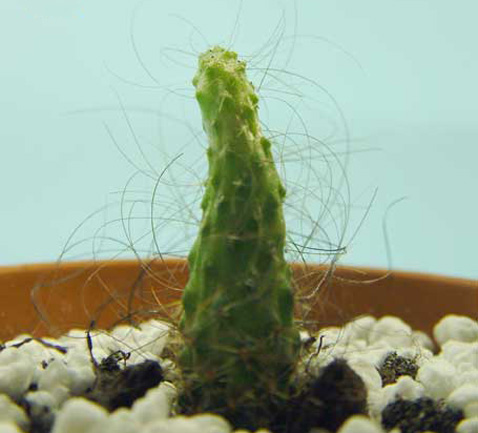  ,  ,   ,    -  (   home.scarlet.be).