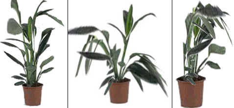 -  Emotiplant    (   sfsu.edu).