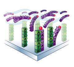 ""    ,      .      (   affymetrix.com).