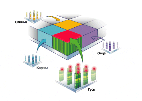   "",       - (   affymetrix.com).