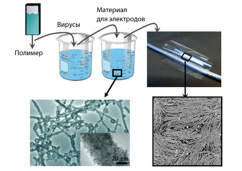 ����� �������� ������ ��������� �������� ������� �������� �13 (����������� Angela Belcher/MIT).