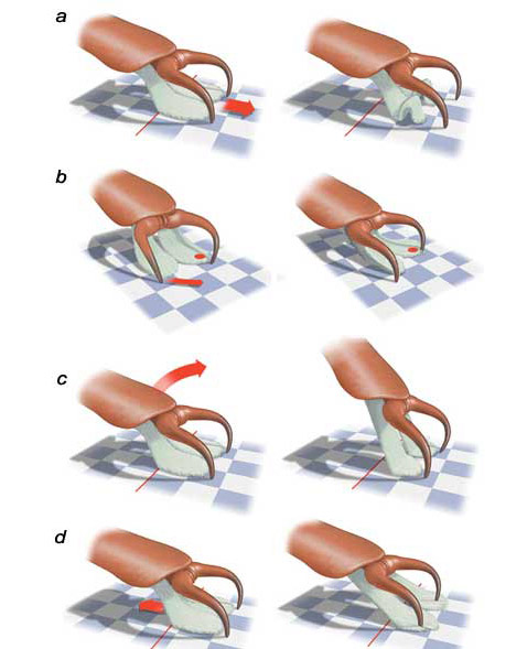 ������ ��������� ��������� ���� �� ������� ��� ����� � ��������� � ������ (naturalhistorymag.com).