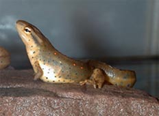    ,     "-"    ,        .  .