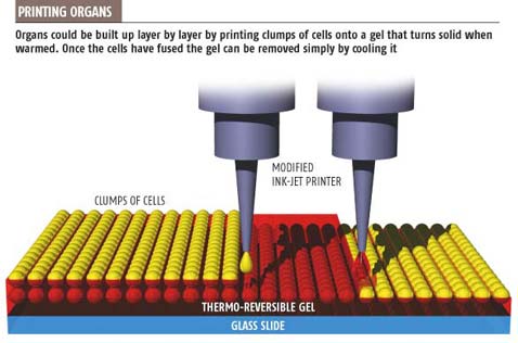          ( newscientist.com).