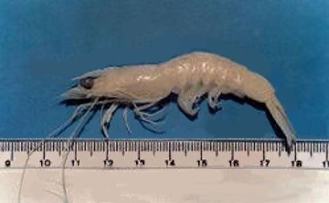 ������������� <i>Litopenaeus vannamei</i> � ���� ��������, ������� ������� �������� ���������� �� ��������� ���������� �� ������������ (���� � ����� labmar.ufal.br).