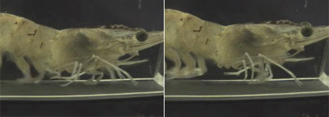 � ��������� ������� �������, ��� ���� ����������� (��� ��� ������� �� ���������) ������ �����������, � ����� �� �� ��� "�������", ��� ������������ ��������������� (���� � ����� pacificu.edu).