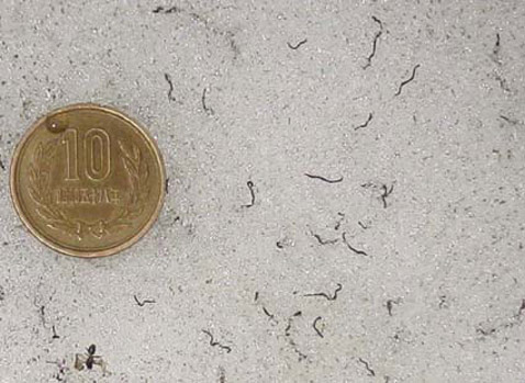 ������� ����� ����� � ����� ������������� ������ (���� � ����� ecology.bio.titech.ac.jp).