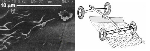              " " (     science.nasa.gov).