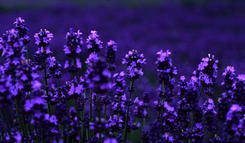             ,   (   uweb.ucsb.edu).